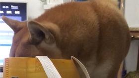 小狗眨眨眼爆料视频下载,揭秘萌宠眨眼瞬间下载热潮  第3张